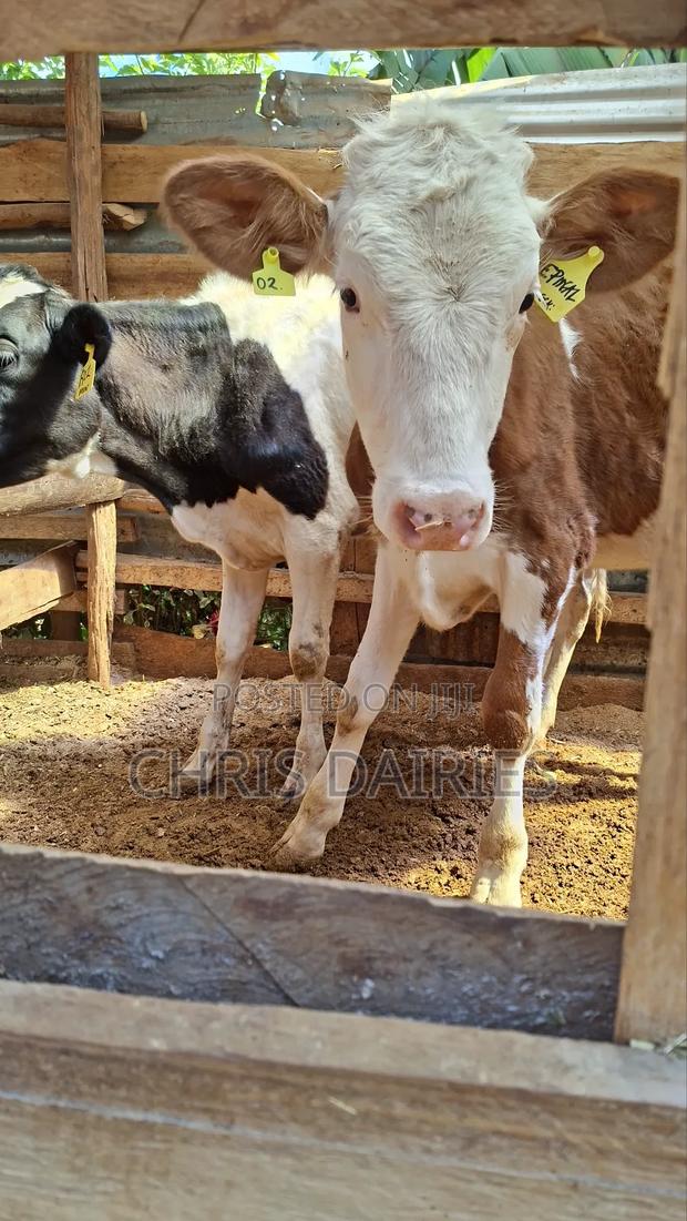 Red Fleckvie Heifer - thumbnail 3