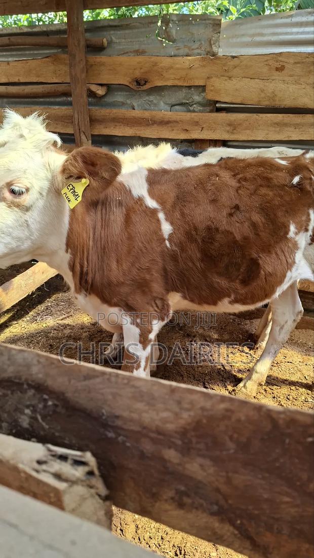 Red Fleckvie Heifer - thumbnail 4