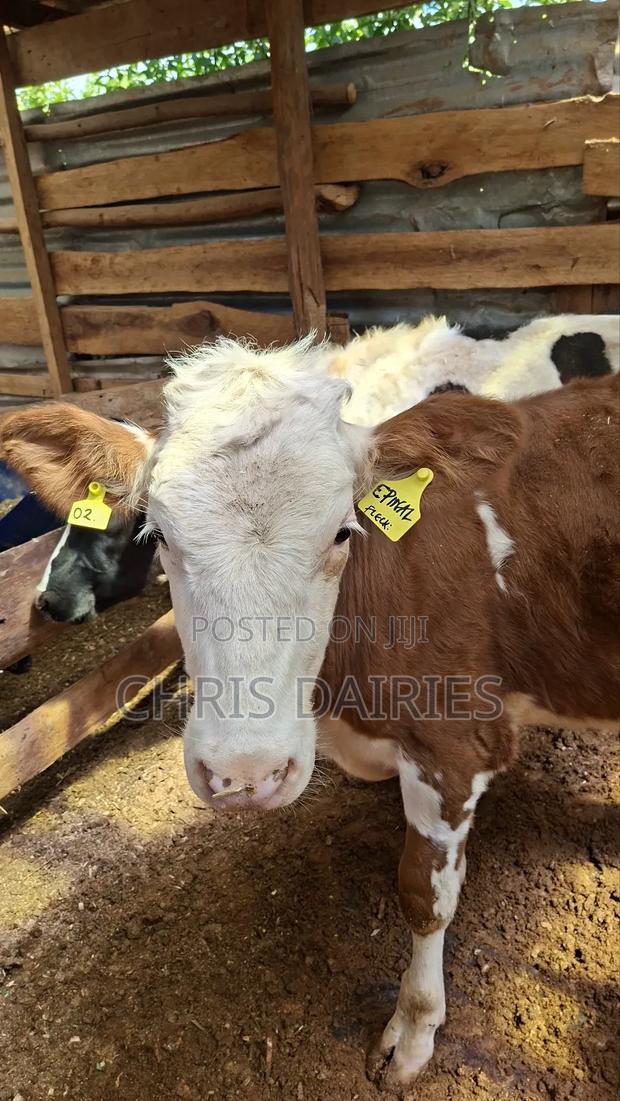 Red Fleckvie Heifer - thumbnail 5