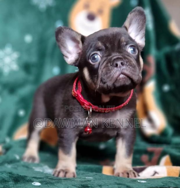 1-3 months Female Purebred French Bulldog