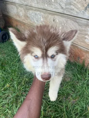 3-6 months Female Purebred Siberian Husky