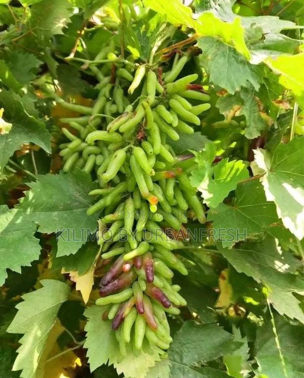 Moon Drop Grapes Seedlings. - thumbnail 2