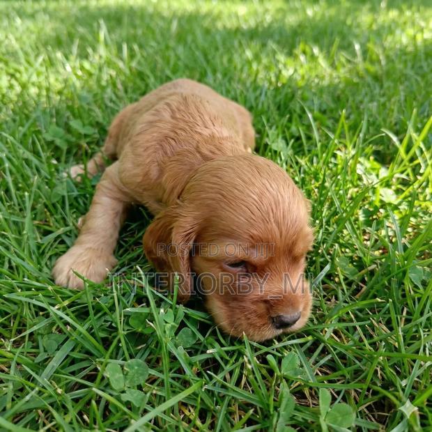 1-3 months Female Purebred Cocker Spaniel