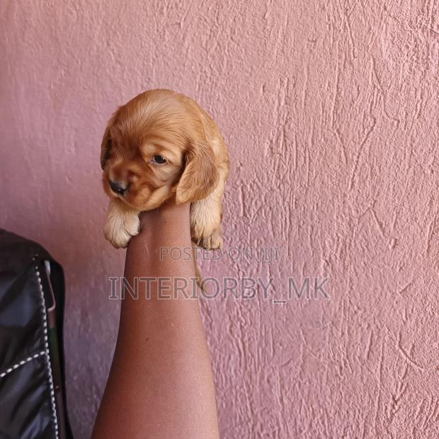 1-3 months Female Purebred Cocker Spaniel - thumbnail 2