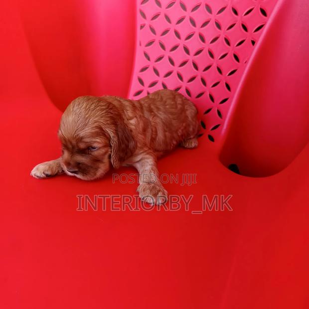1-3 months Female Purebred Cocker Spaniel - thumbnail 3