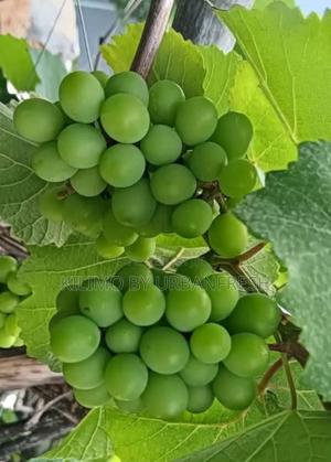 Cotton Candy Grapes Seedlings - main view