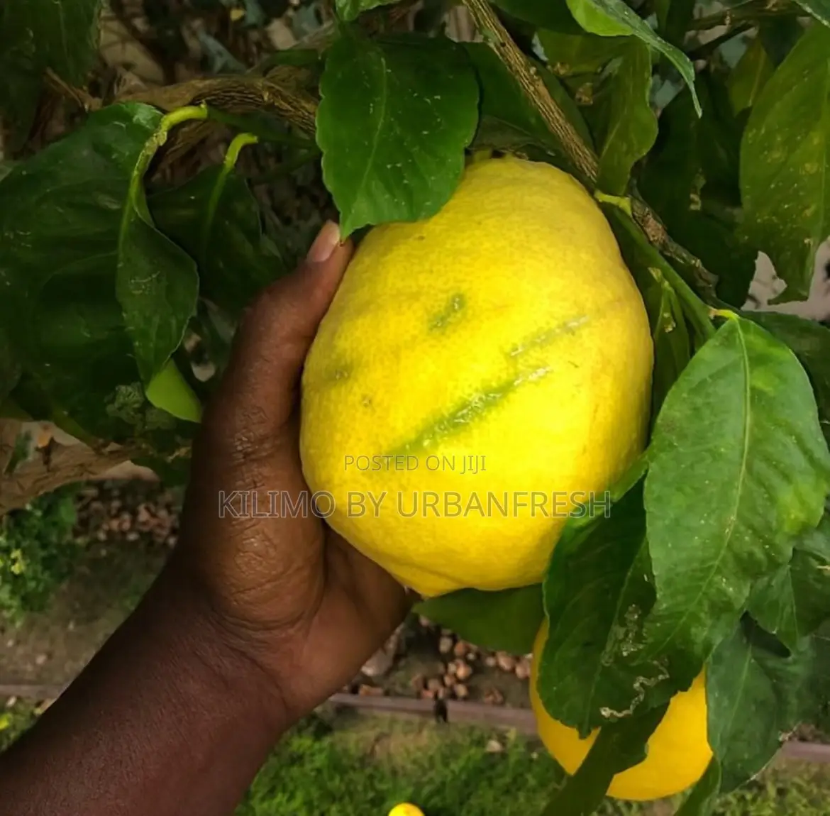 Citron Lemon Seedling
