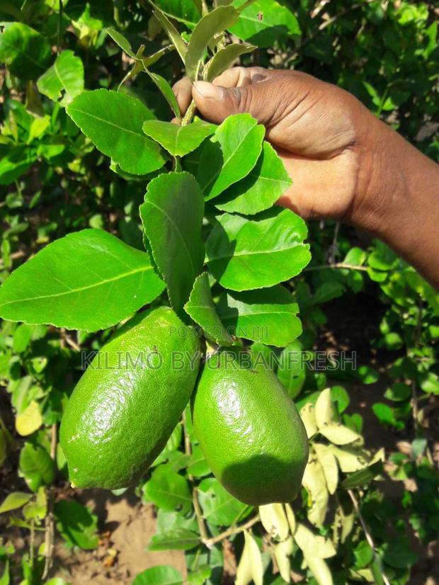 Citron Lemon Seedling - thumbnail 3