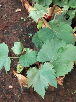 Purple Seedless Grapes - main view