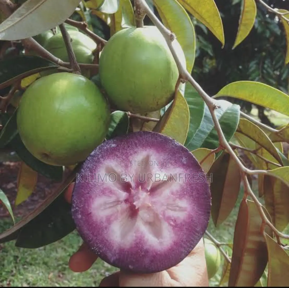 Star Apple Seedlings.