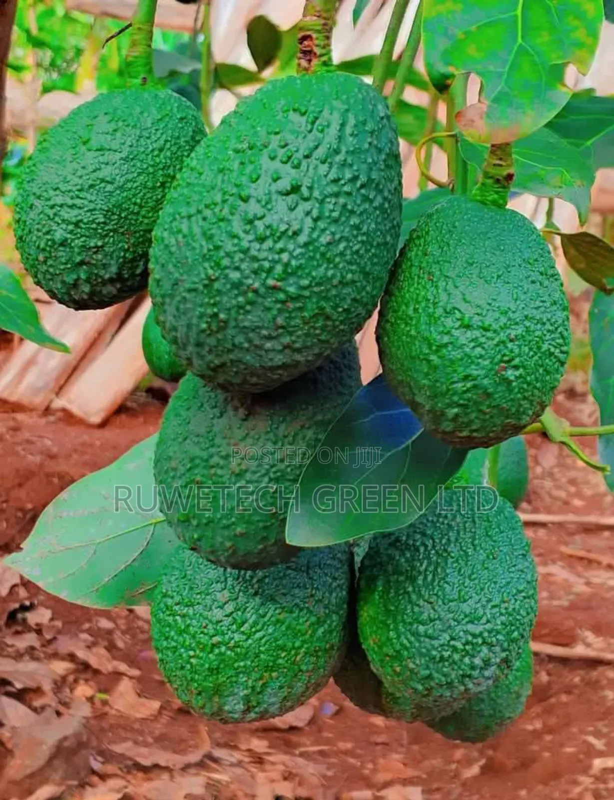 Quality Hass Avocados Seedlings