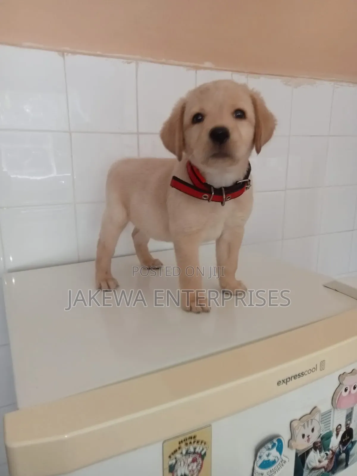 1-3 months Male Purebred Labrador Retriever