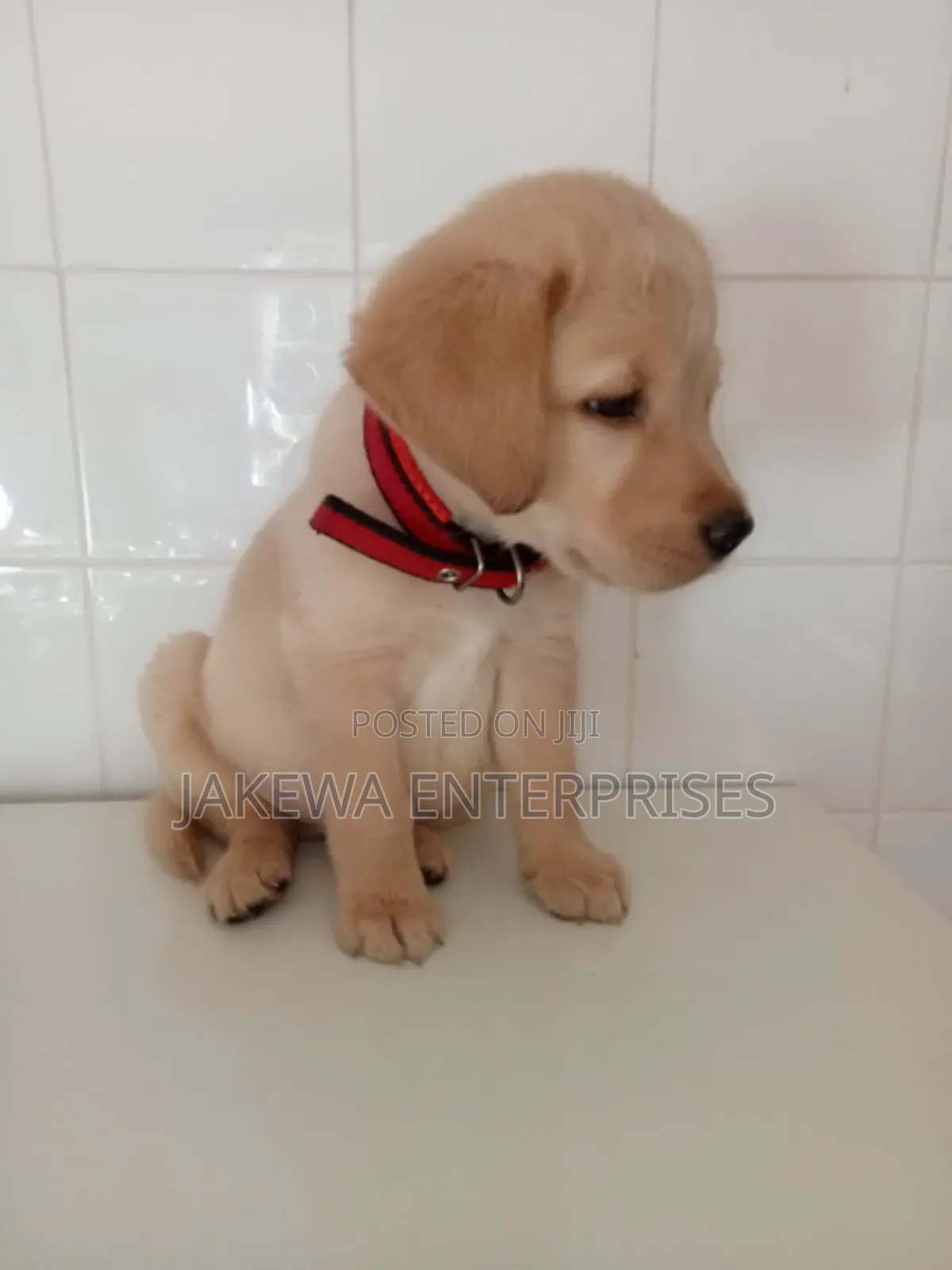 1-3 months Female Purebred Labrador Retriever