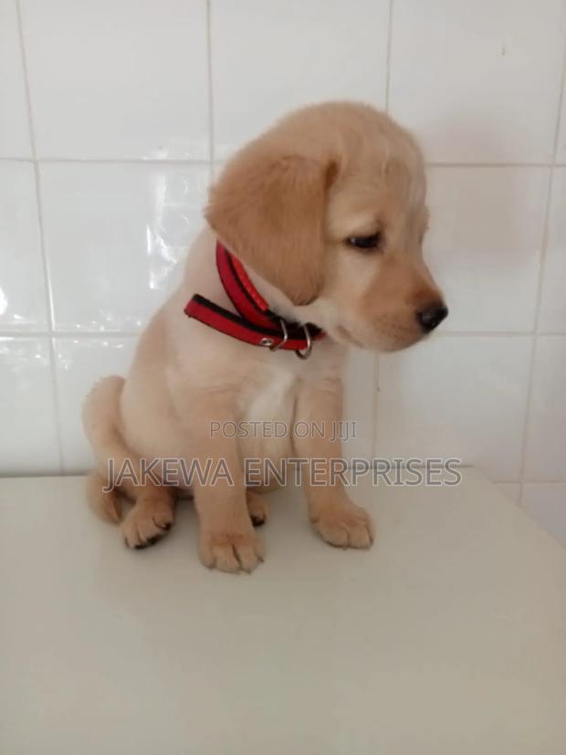 1-3 months Female Purebred Labrador Retriever - main view