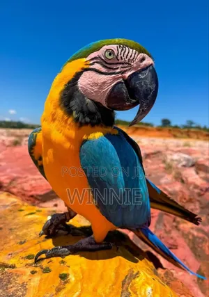 Macaw Parrots