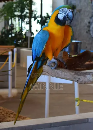 Macaw Parrots