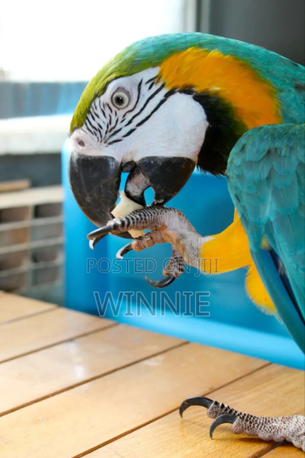Macaw Parrots