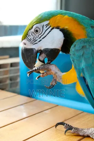 Macaw Parrots