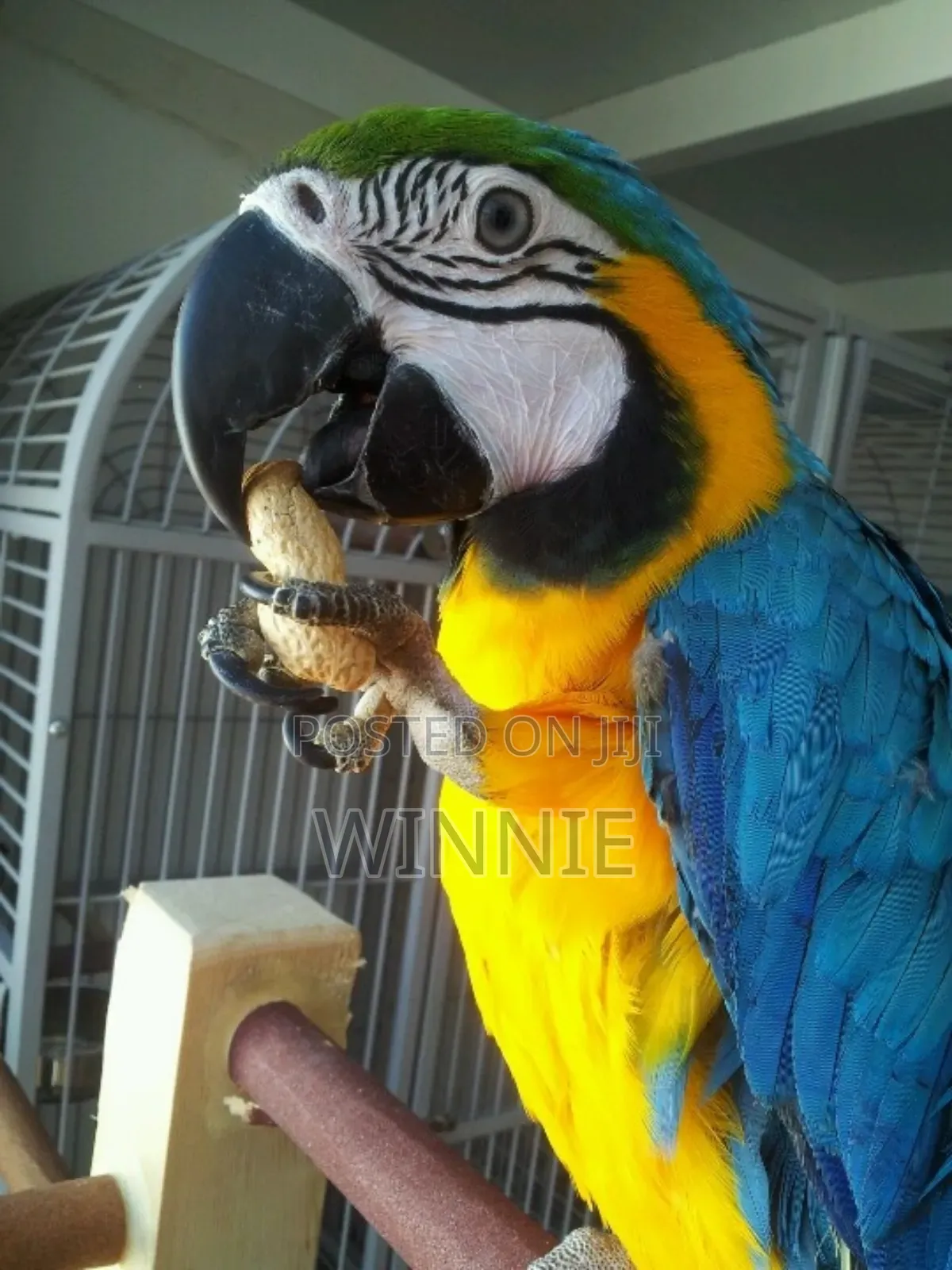 Macaw Parrots
