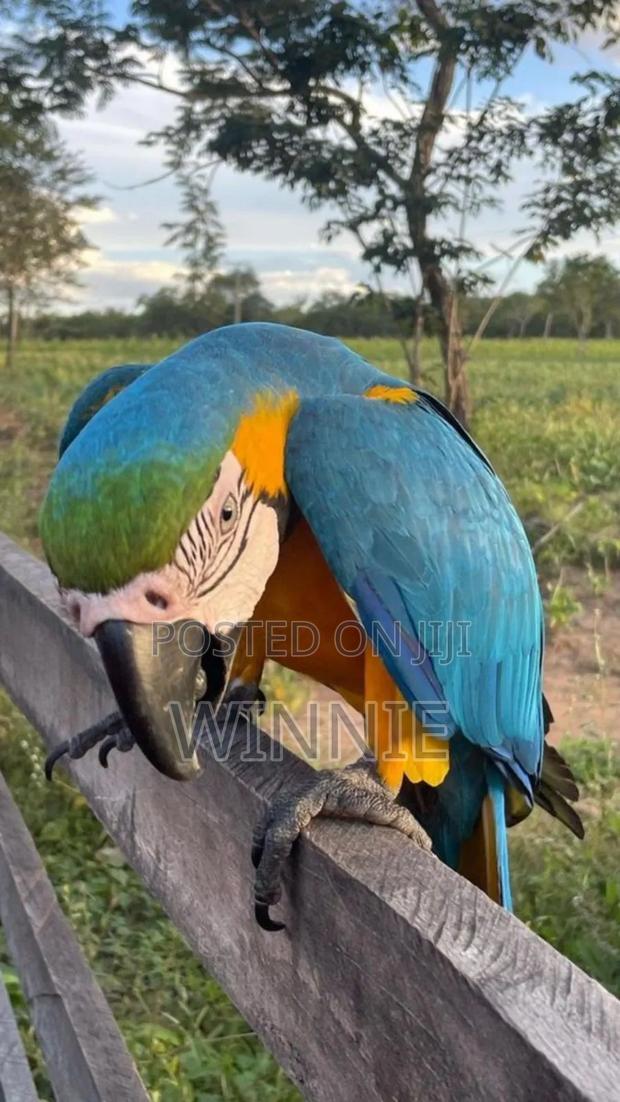 Macaw Parrots - thumbnail 6