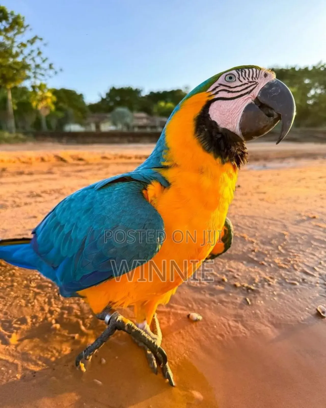 Macaw Parrots