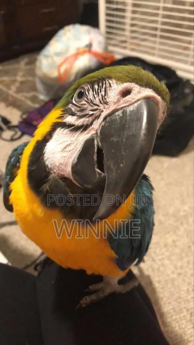 Macaw Parrots - thumbnail 8