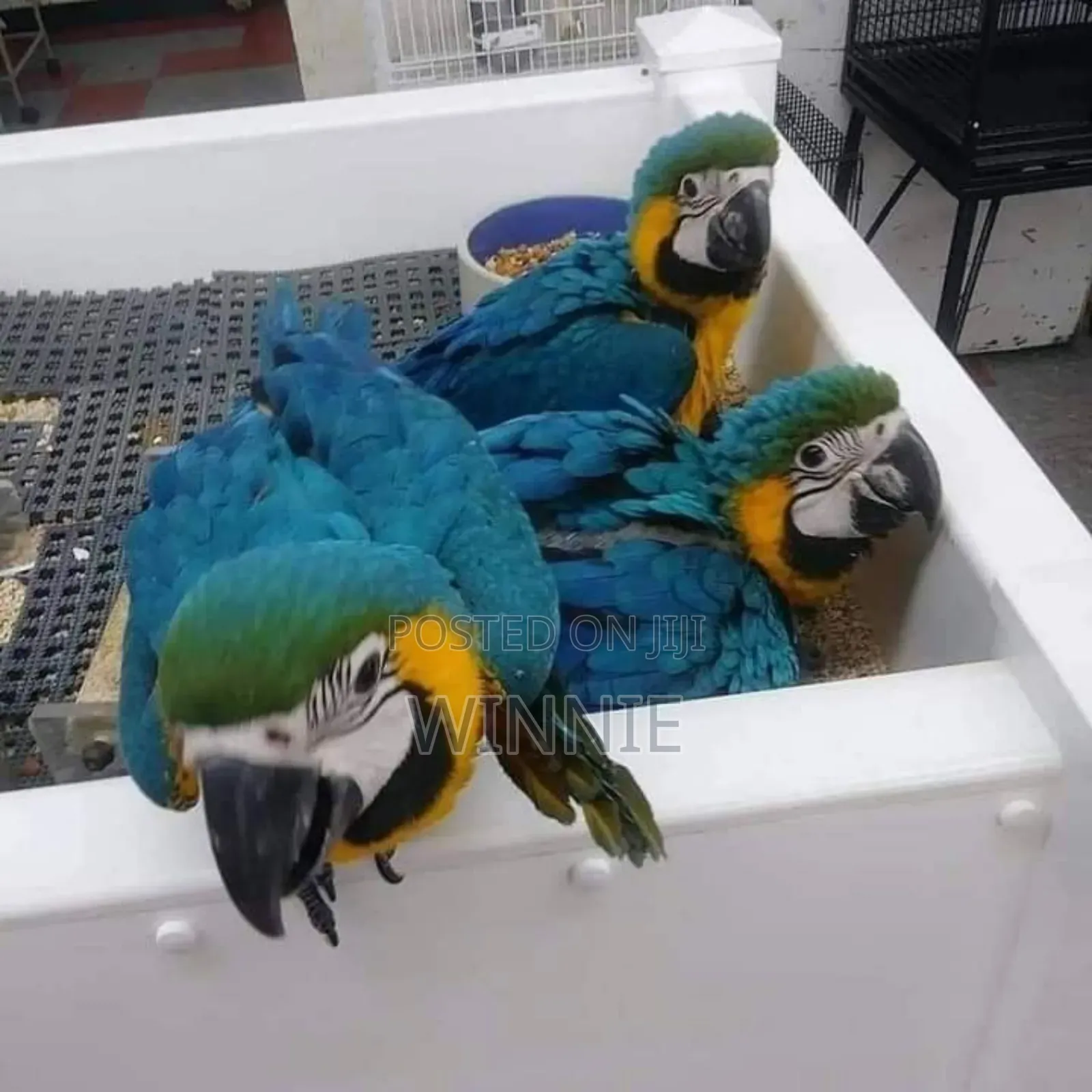 Macaw Parrots