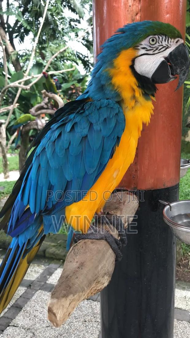 Macaw Parrots - thumbnail 10