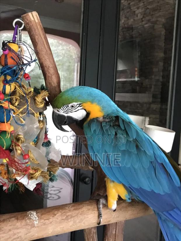 Macaw Parrots - thumbnail 11