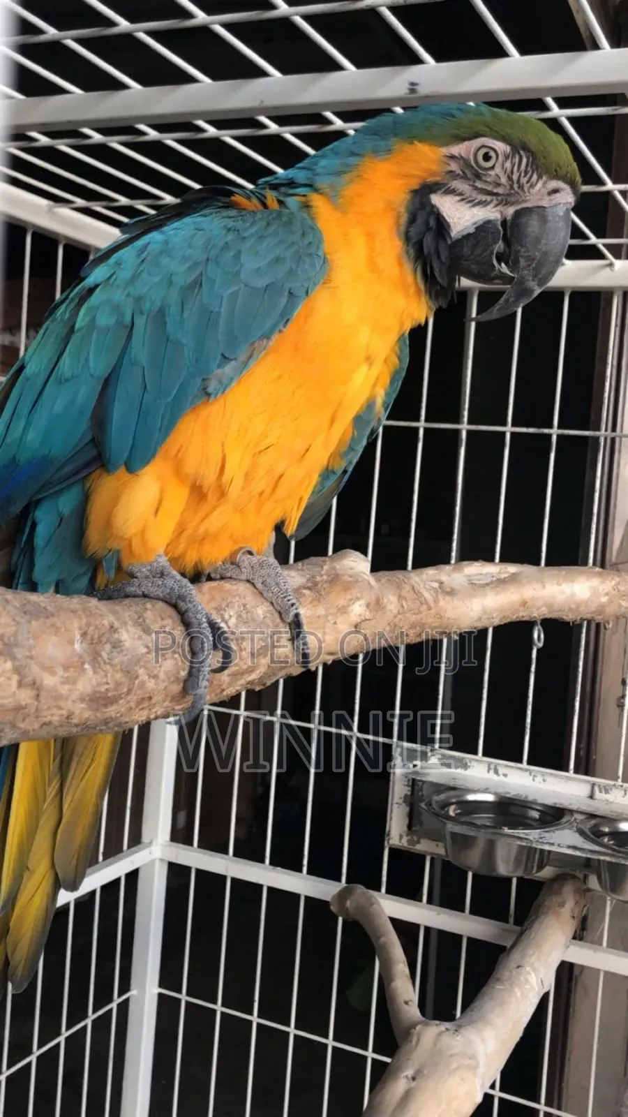 Macaw Parrots