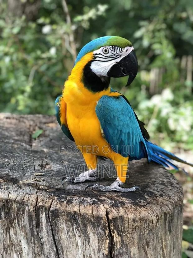 Macaw Parrots - thumbnail 13