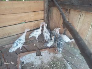 Turkey Poults - main view