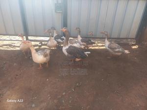 Mature Goose - main view