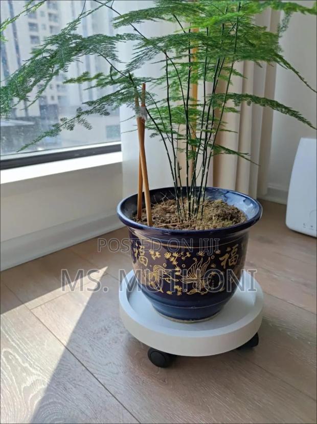 39 Cm Rolling Plant / Gas Cylinder Caddy With Wheels. - thumbnail 4