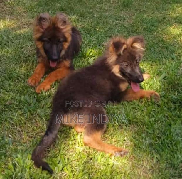 3-6 months Female Purebred German Shepherd