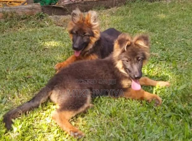 3-6 months Female Purebred German Shepherd - thumbnail 2