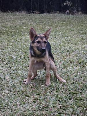 6-12 months Female Purebred German Shepherd - thumbnail 2