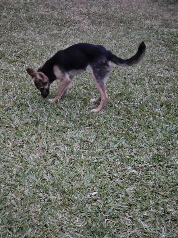 6-12 months Female Purebred German Shepherd - thumbnail 3