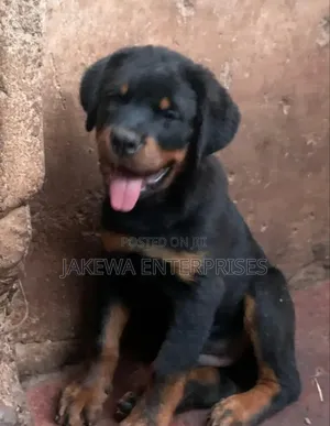 1-3 months Female Purebred Rottweiler