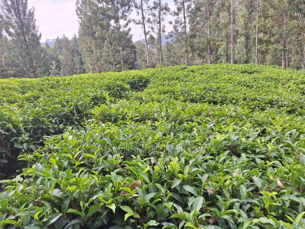 5acres Murang'a County Kangema - main view