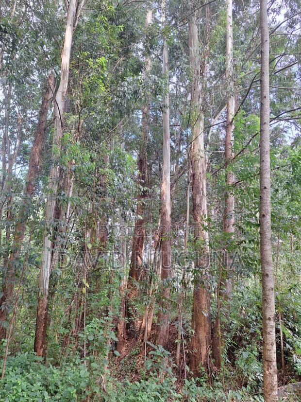 5acres Murang'a County Kangema - thumbnail 3