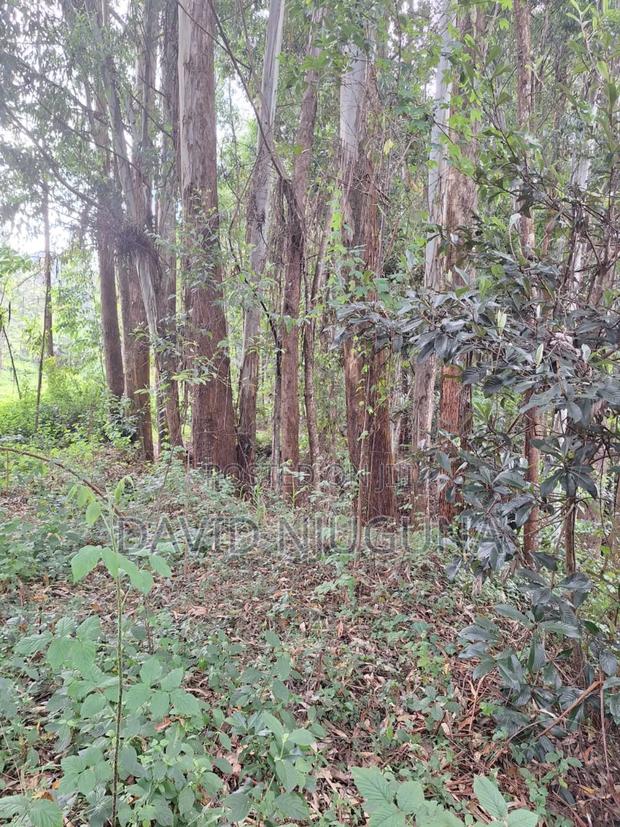 5acres Murang'a County Kangema - thumbnail 4