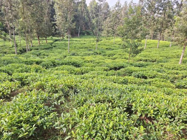 5acres Murang'a County Kangema - thumbnail 5