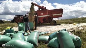 Oats Seed/Grain - thumbnail 2