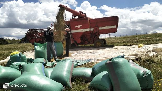 Oats Seed/Grain - main view