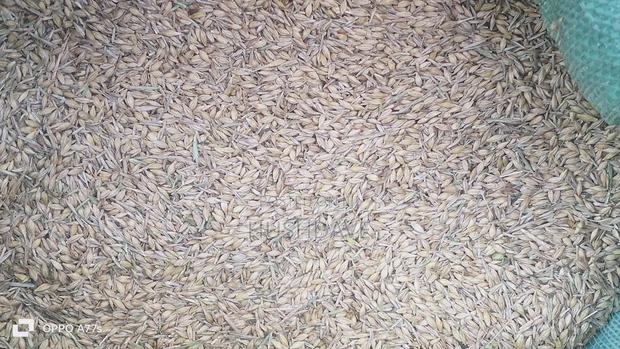 Oats Seed/Grain - thumbnail 3