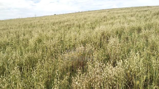 Oats Seed/Grain - thumbnail 4