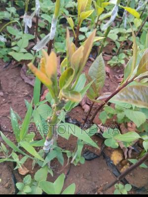 Hass Seedlings on Sale - main view