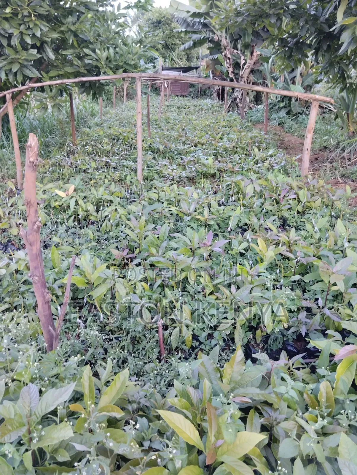 Hass Seedlings on Sale