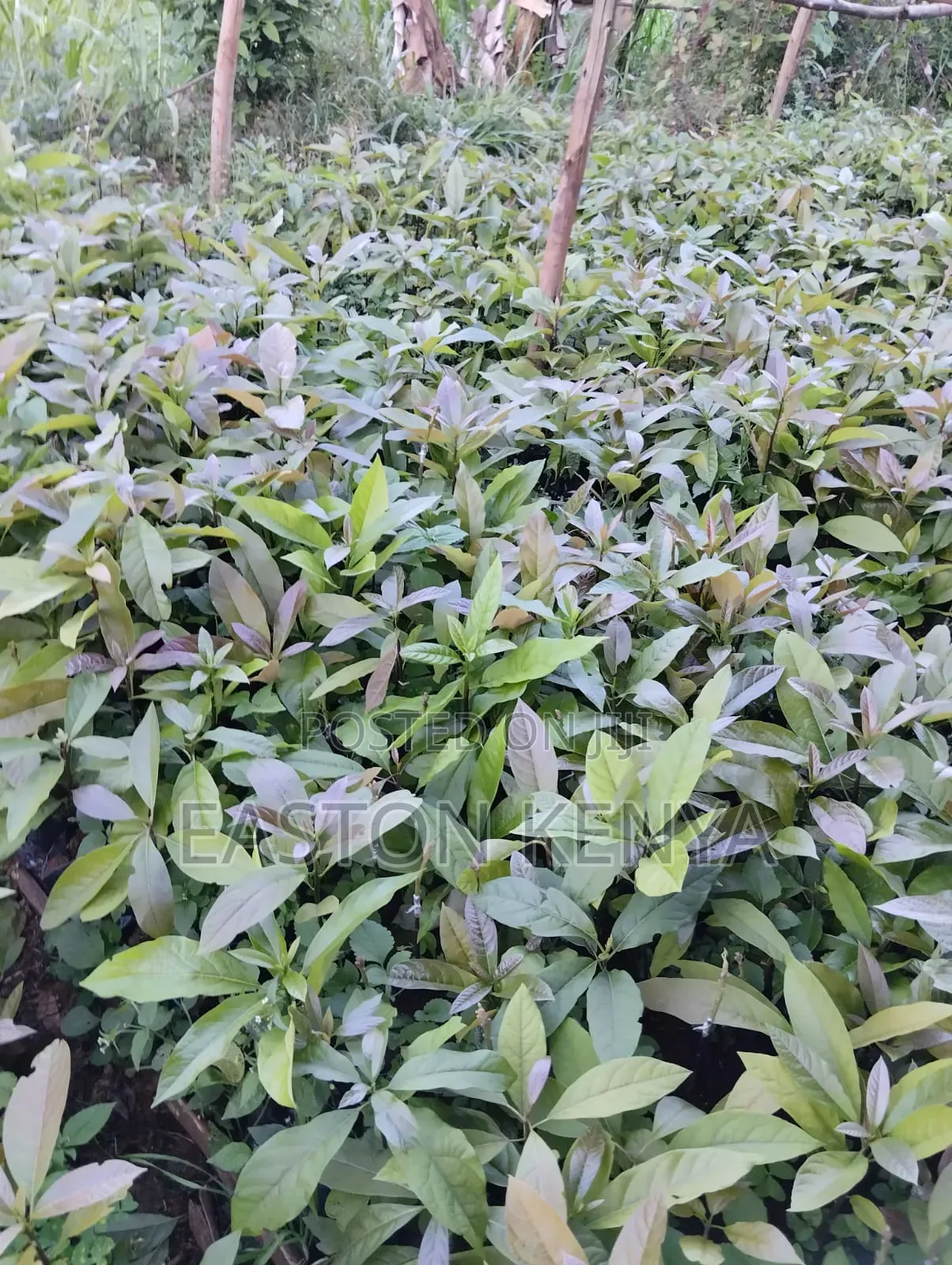 Hass Seedlings on Sale